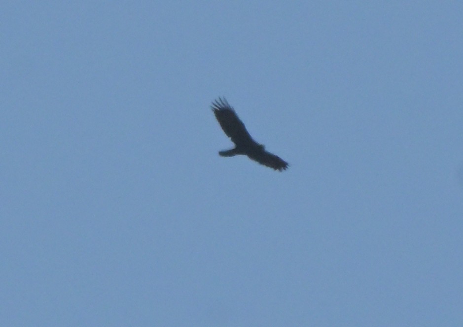 Golden Eagle - ML643243399
