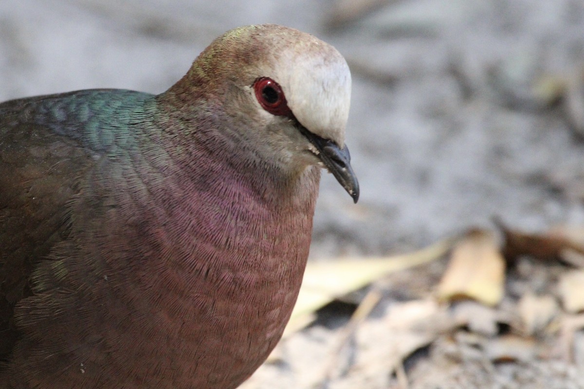 Lemon Dove - ML643243402