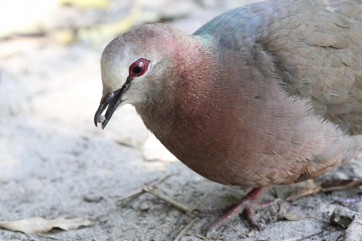 Lemon Dove - ML643243403