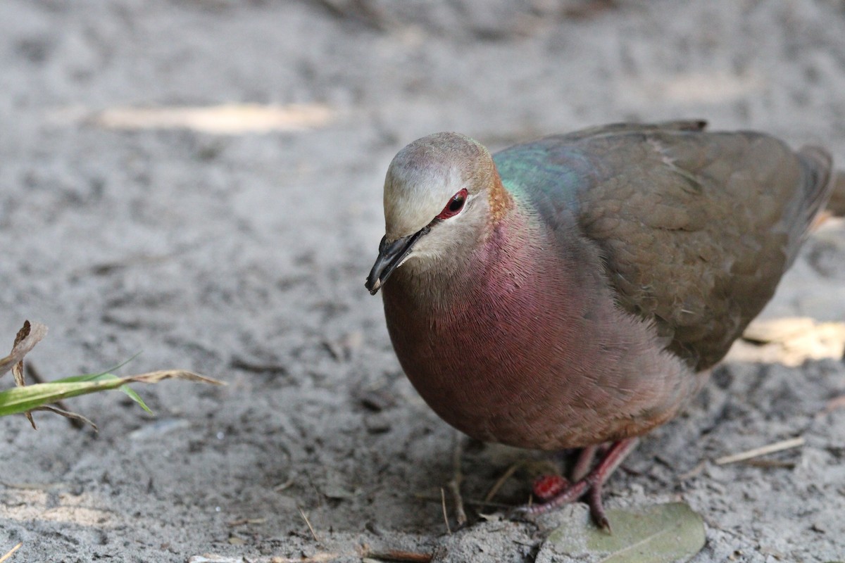 Lemon Dove - ML643243409