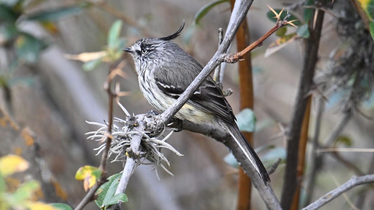 Taurillon mésange - ML643243414