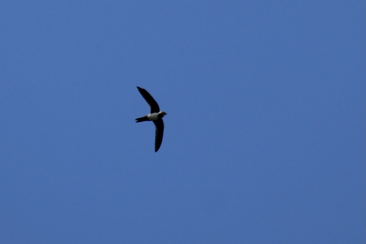 Alpine Swift - ML643243415