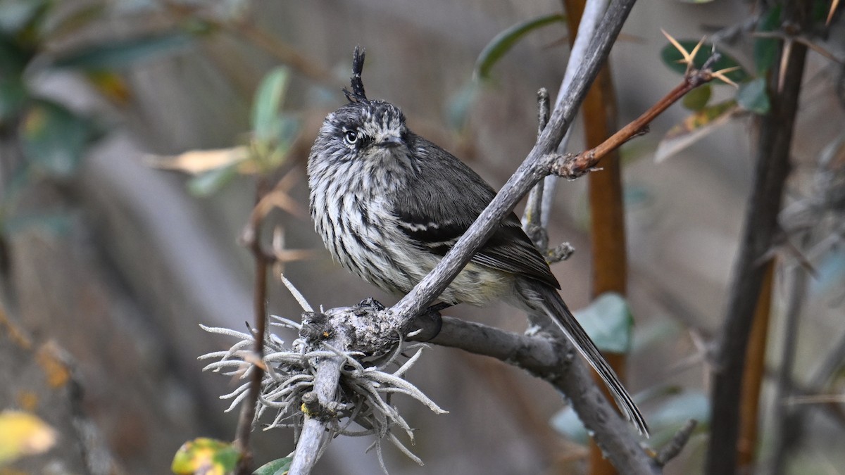 Taurillon mésange - ML643243420