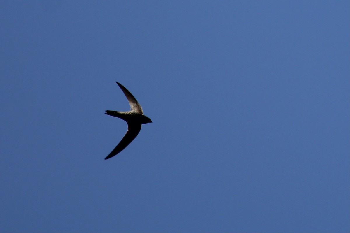African Swift (African) - ML643243422