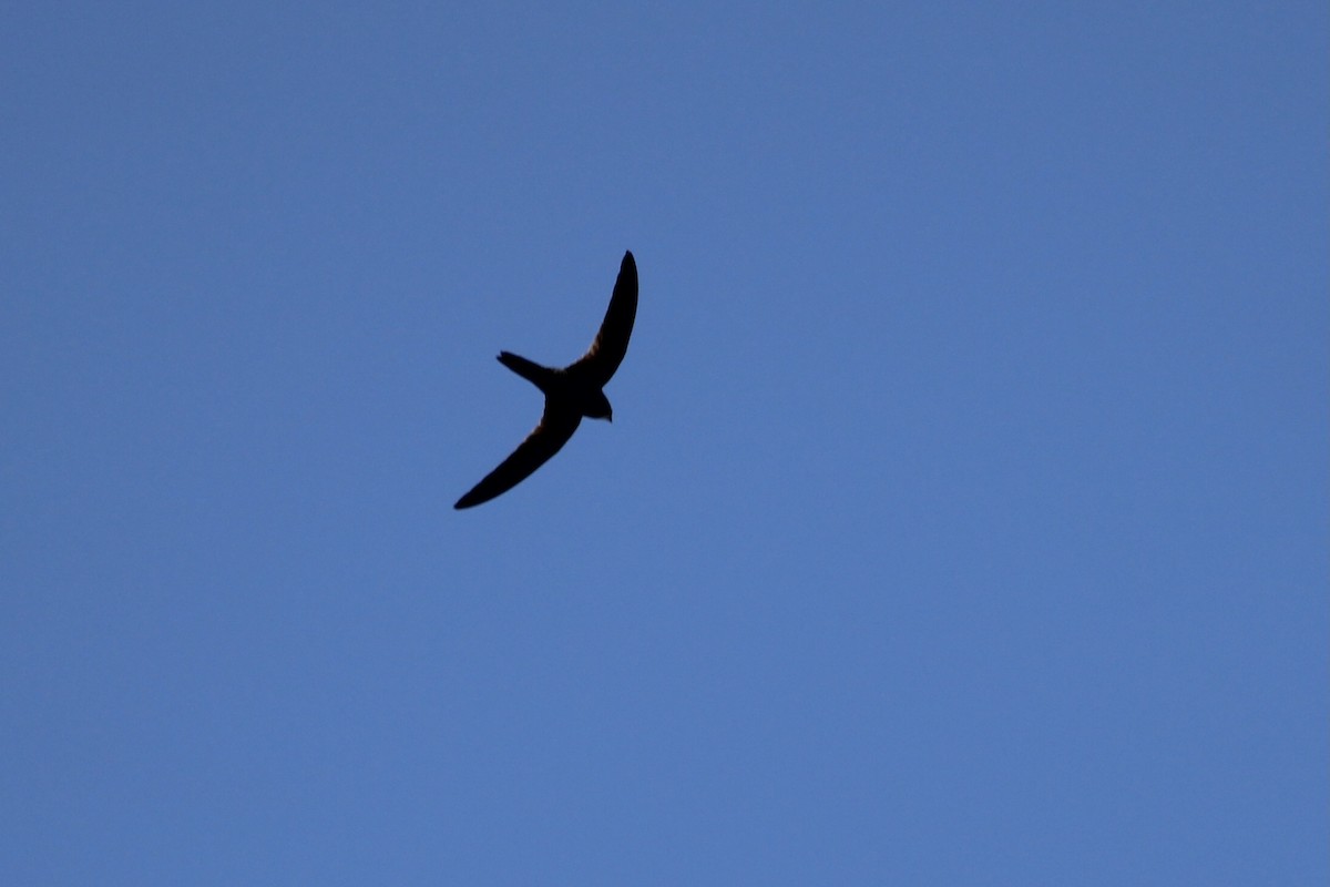 African Swift (African) - ML643243423