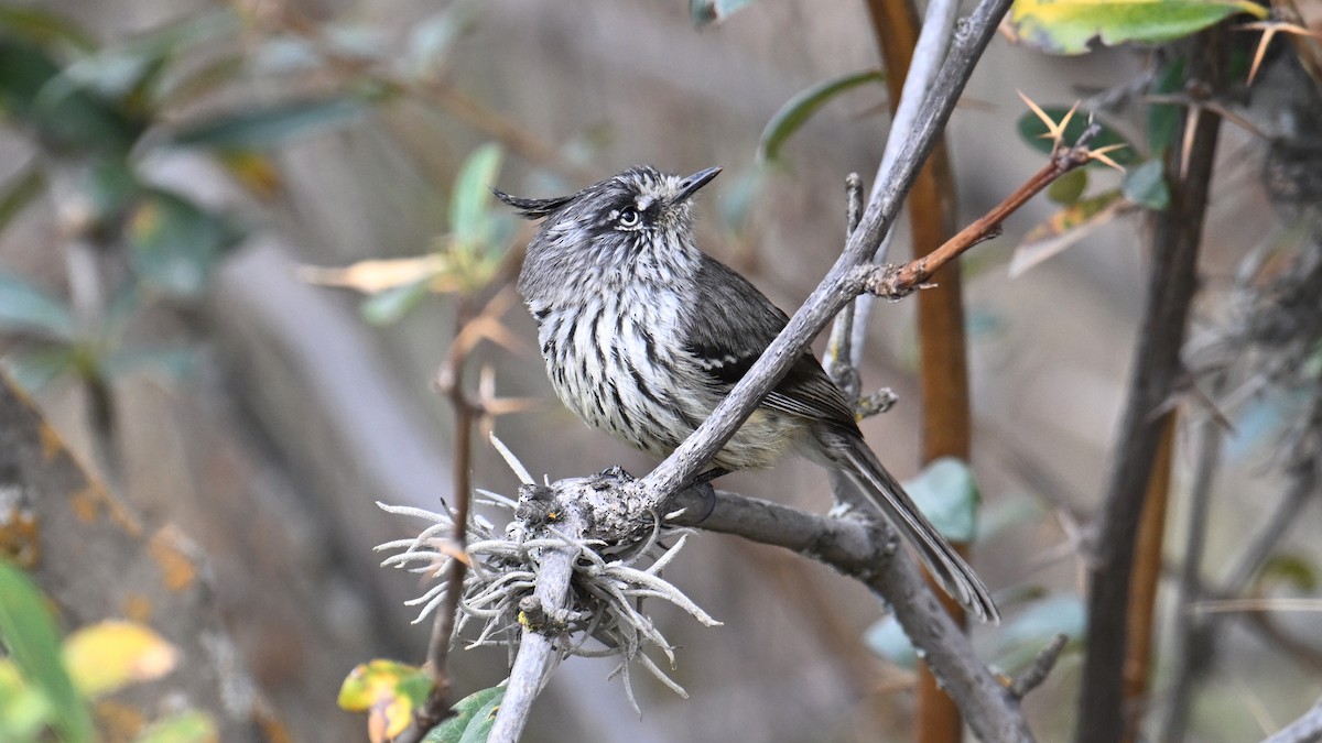 Taurillon mésange - ML643243430