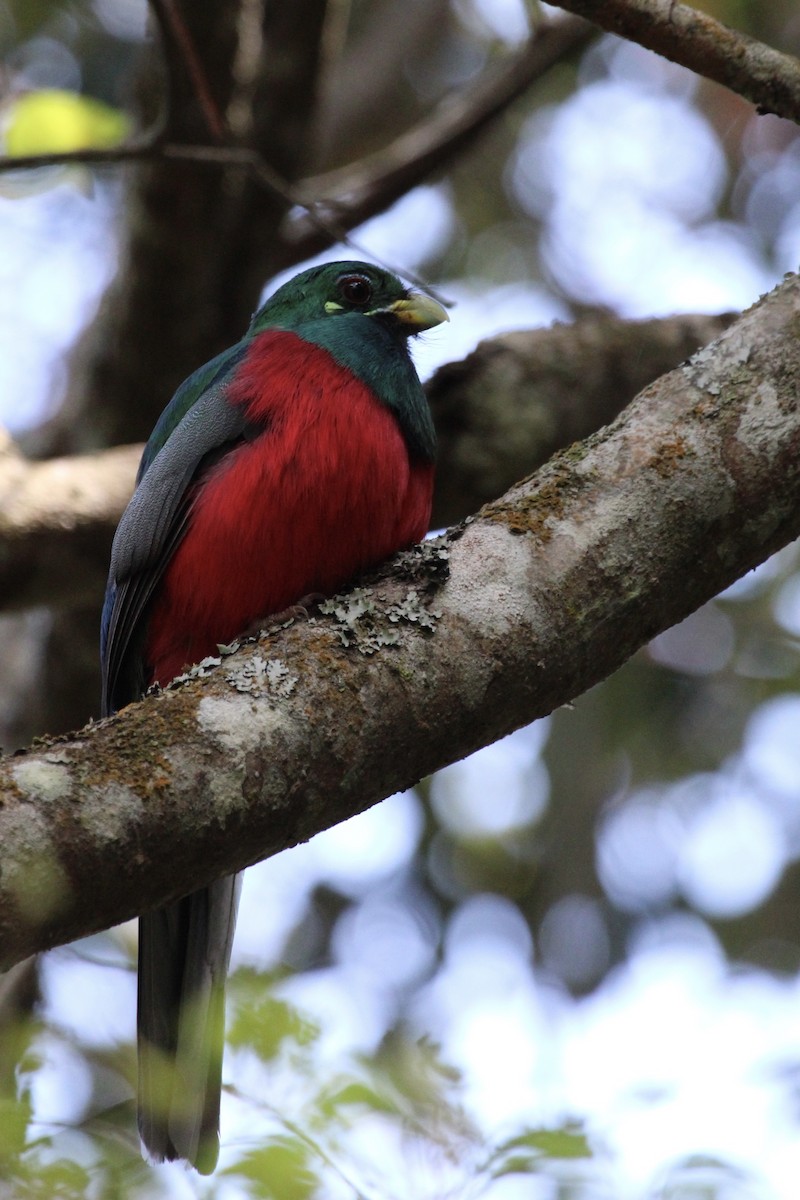 Narina Trogon - ML643243444