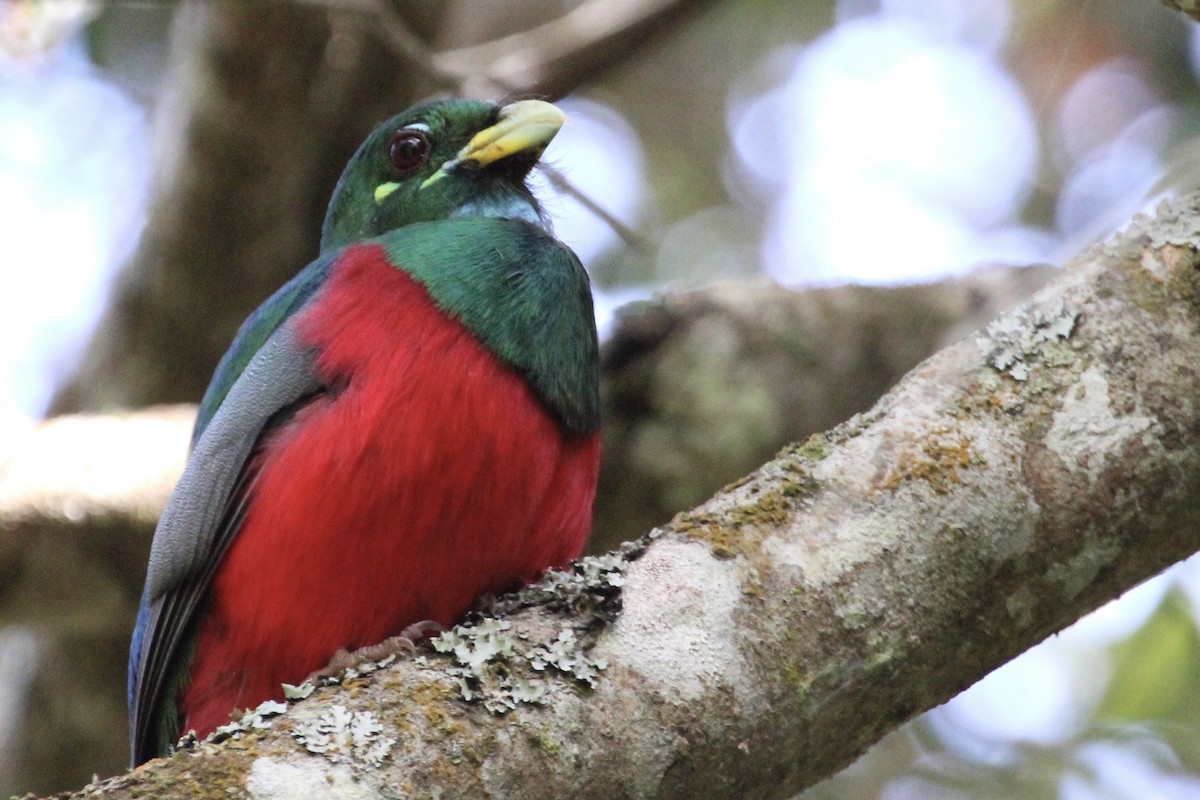 Narina Trogon - ML643243445