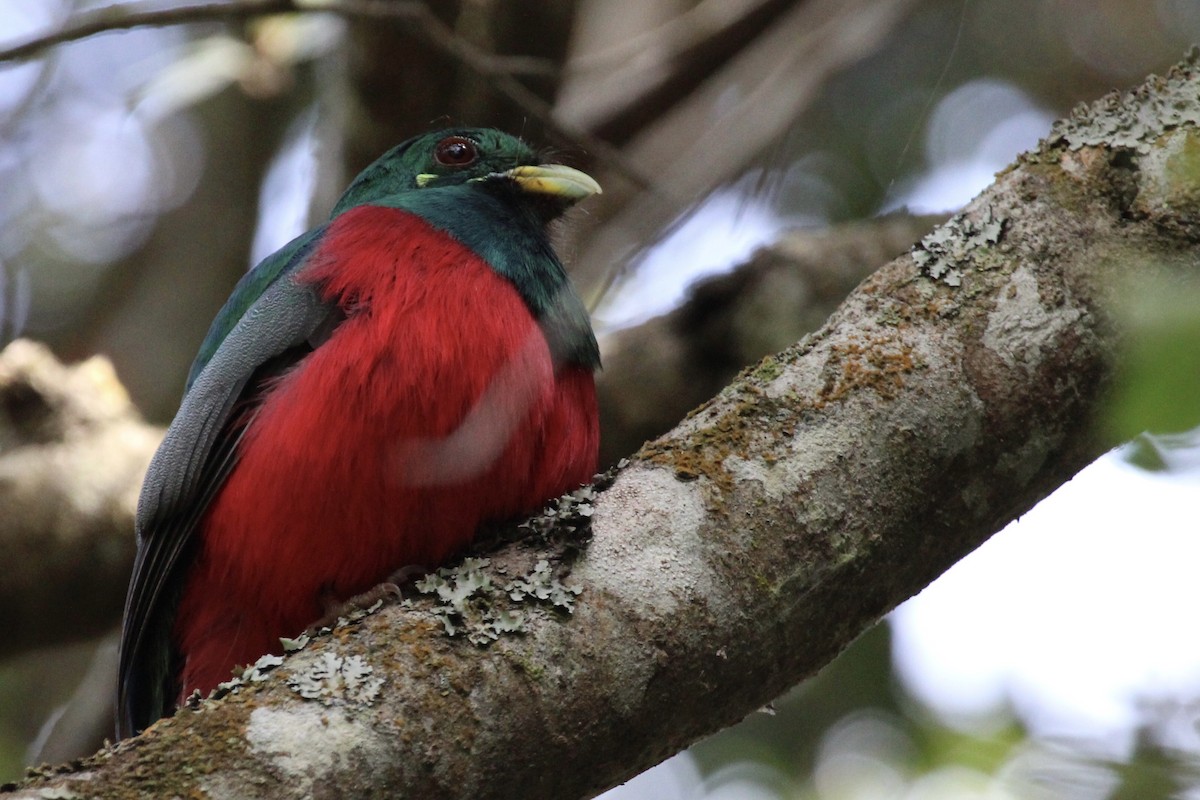 Narina Trogon - ML643243446