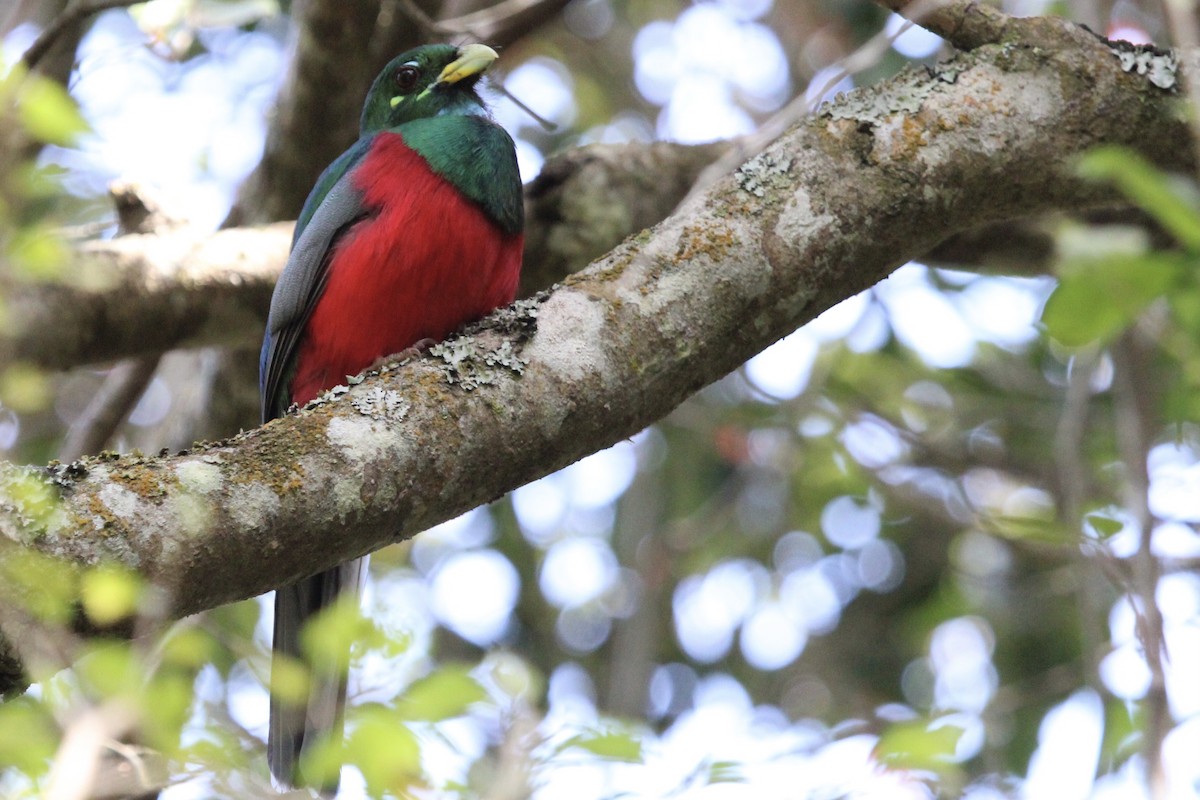 Narina Trogon - ML643243447