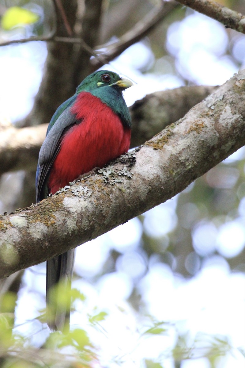 Narina Trogon - ML643243449