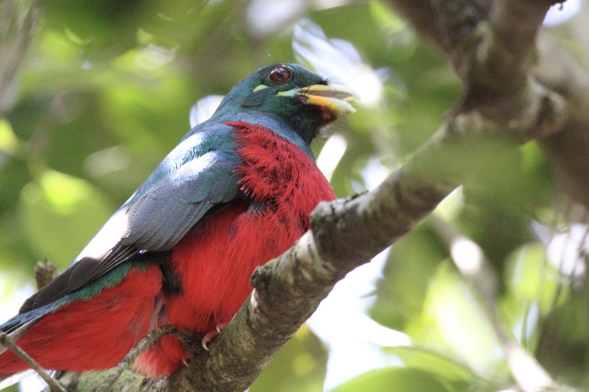 Narina Trogon - ML643243451