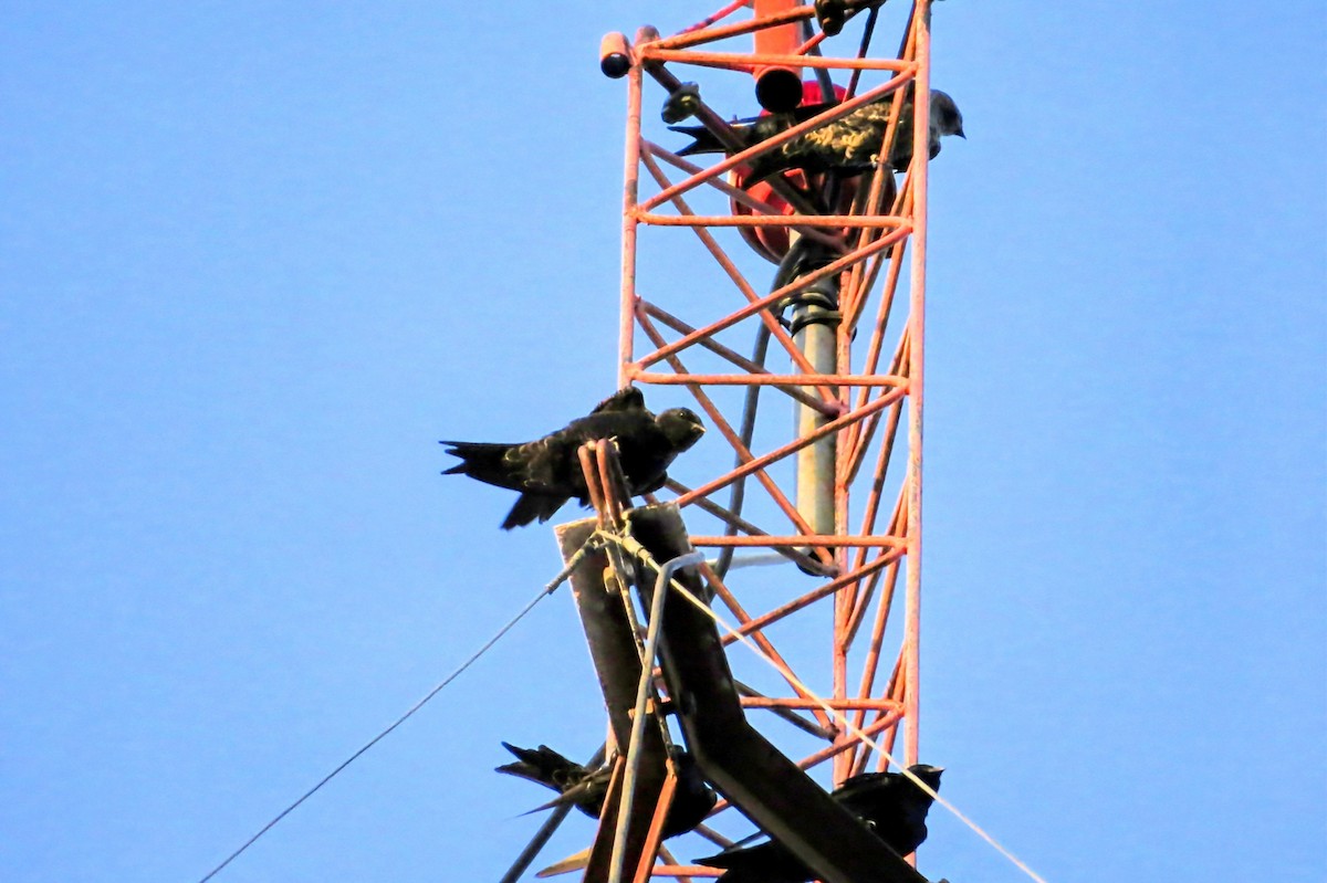 Southern Martin - ML643243454