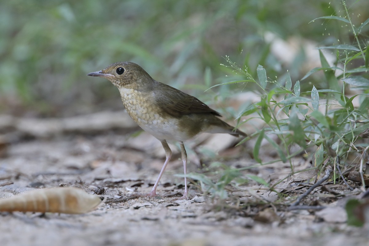 זמיר תכול - ML643243456