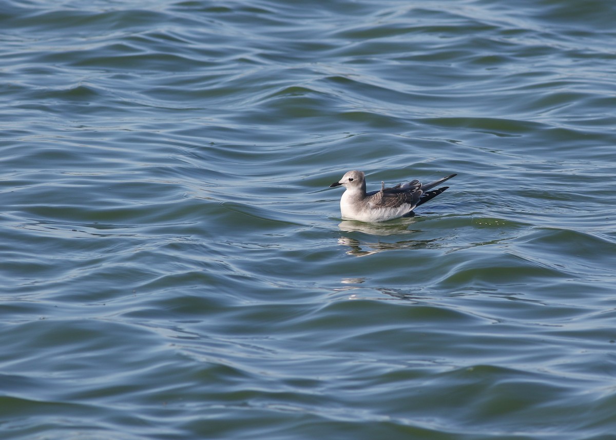 Sabine's Gull - ML643243515
