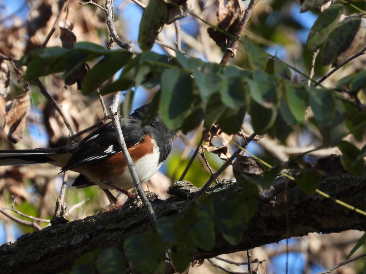 Eastern Towhee - ML643243531