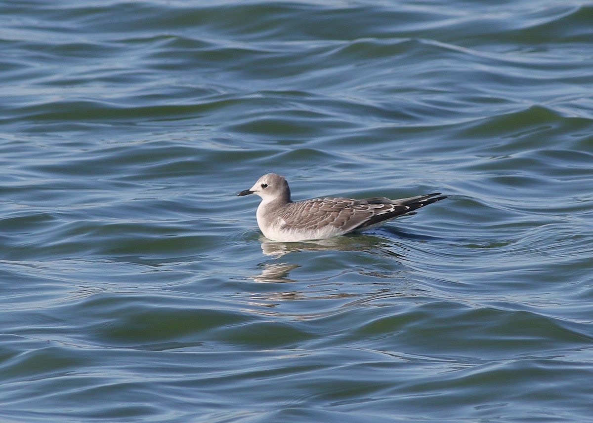 Sabine's Gull - ML643243533