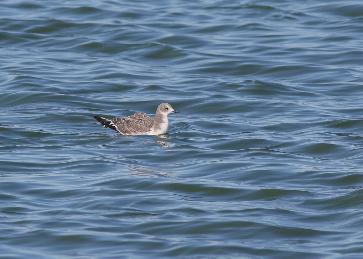 Sabine's Gull - ML643243541