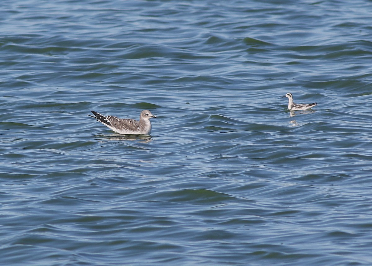 Sabine's Gull - ML643243556