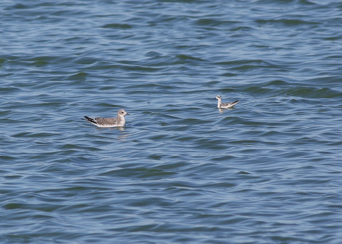 Red-necked Phalarope - ML643243560