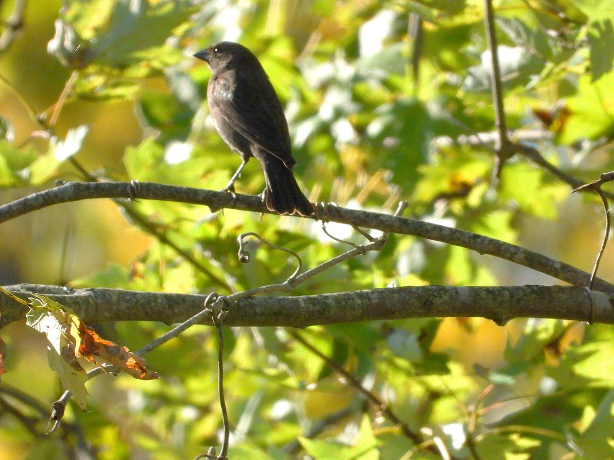 Brown-headed Cowbird - ML643243561
