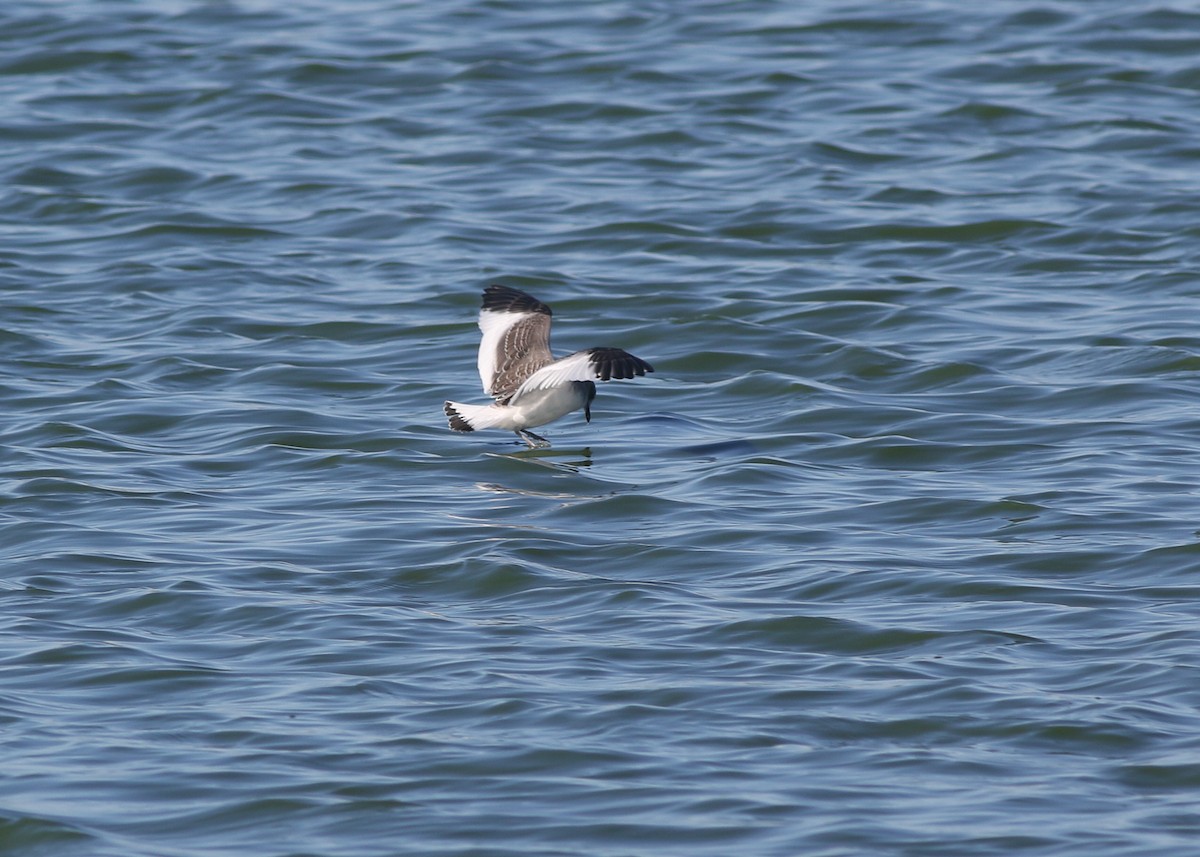Sabine's Gull - ML643243566