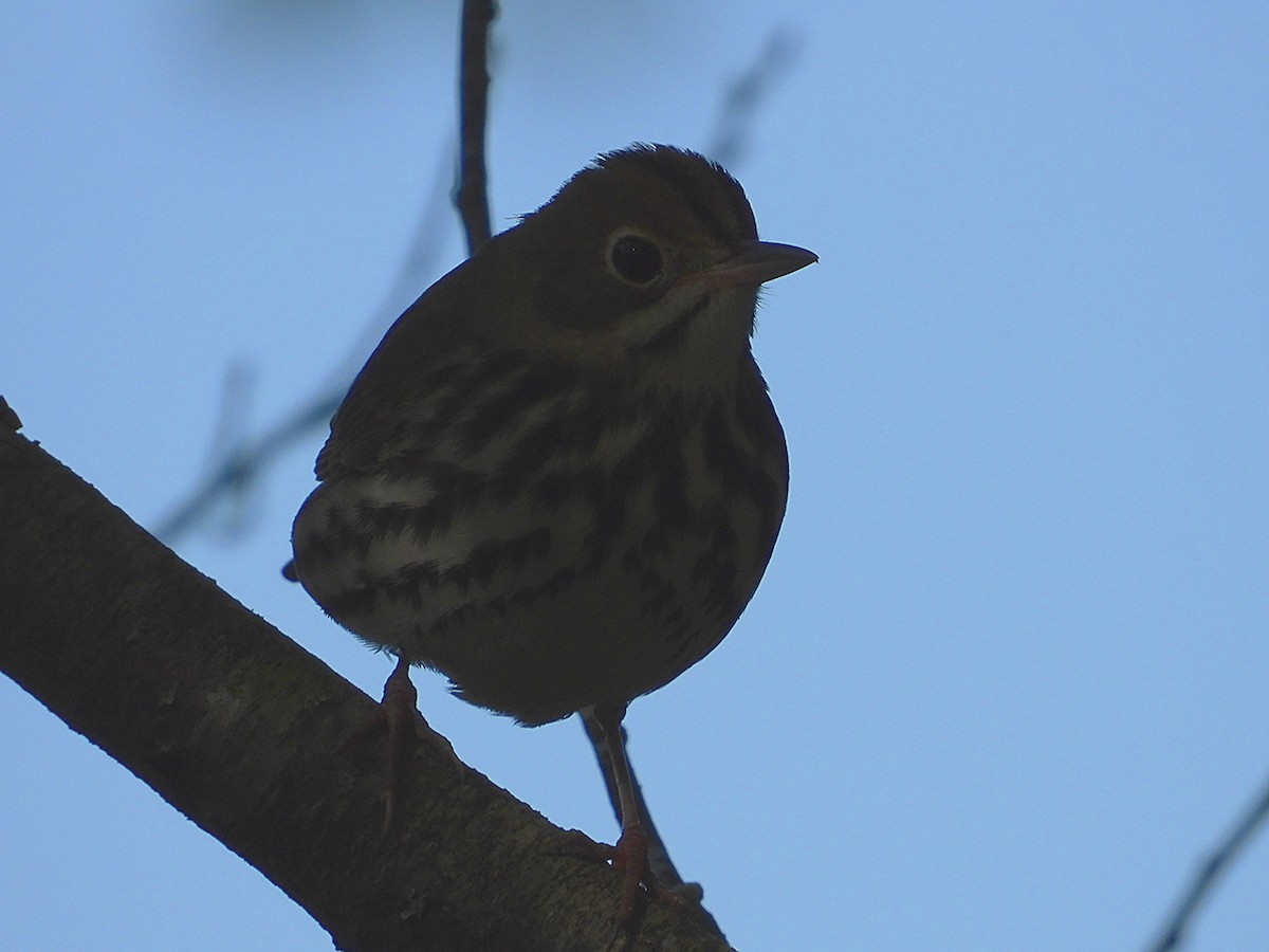 Ovenbird - ML643243577