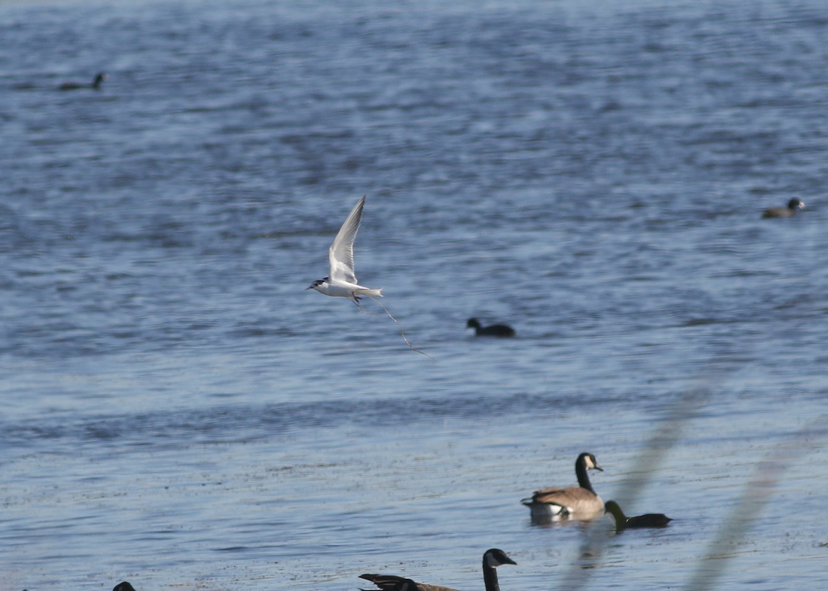 Common Tern - ML643243579