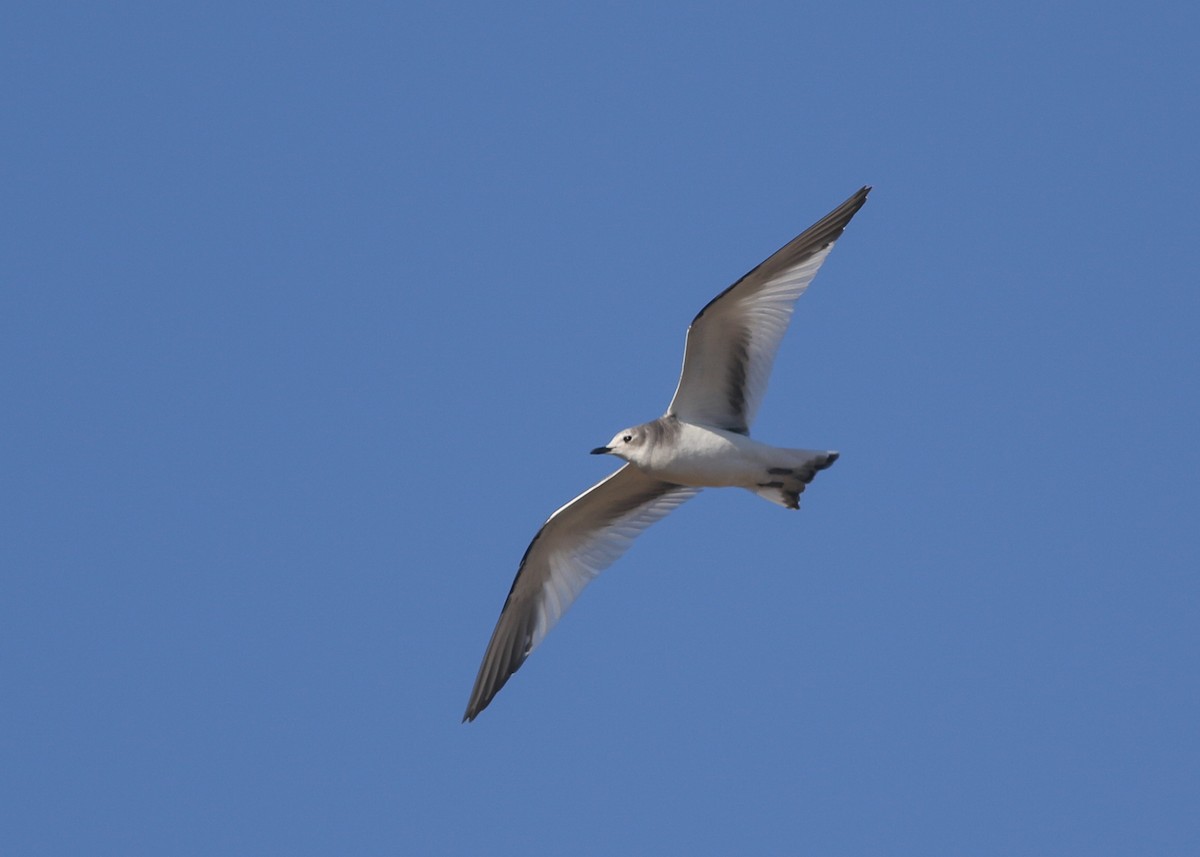Sabine's Gull - ML643243583