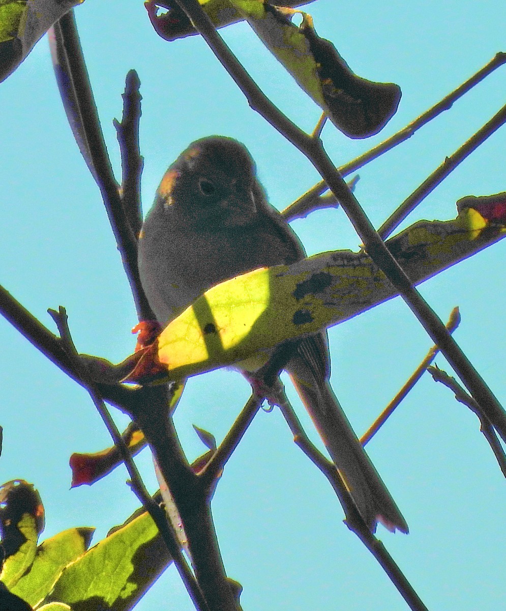 Field Sparrow - ML643243585