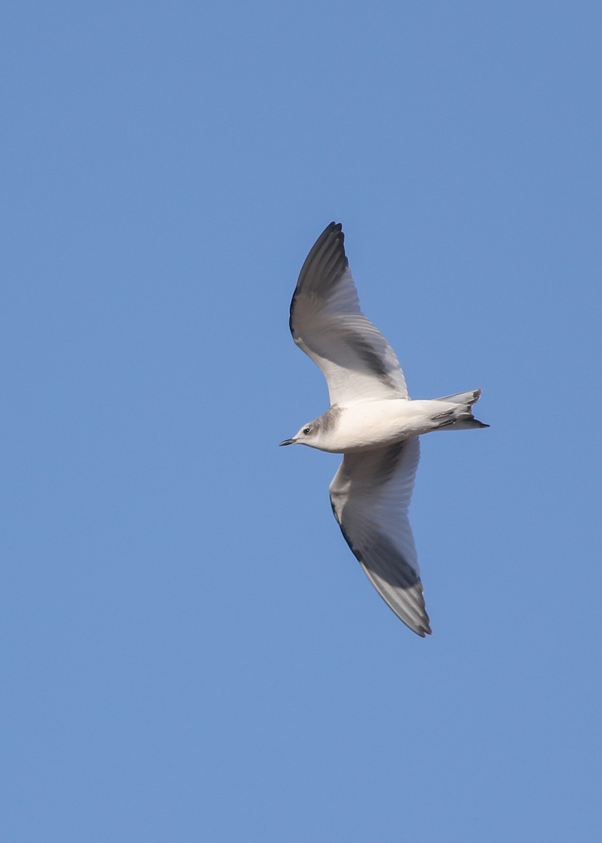 Sabine's Gull - ML643243586