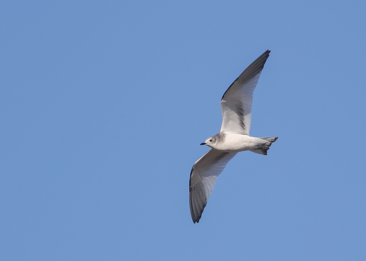 Sabine's Gull - ML643243588