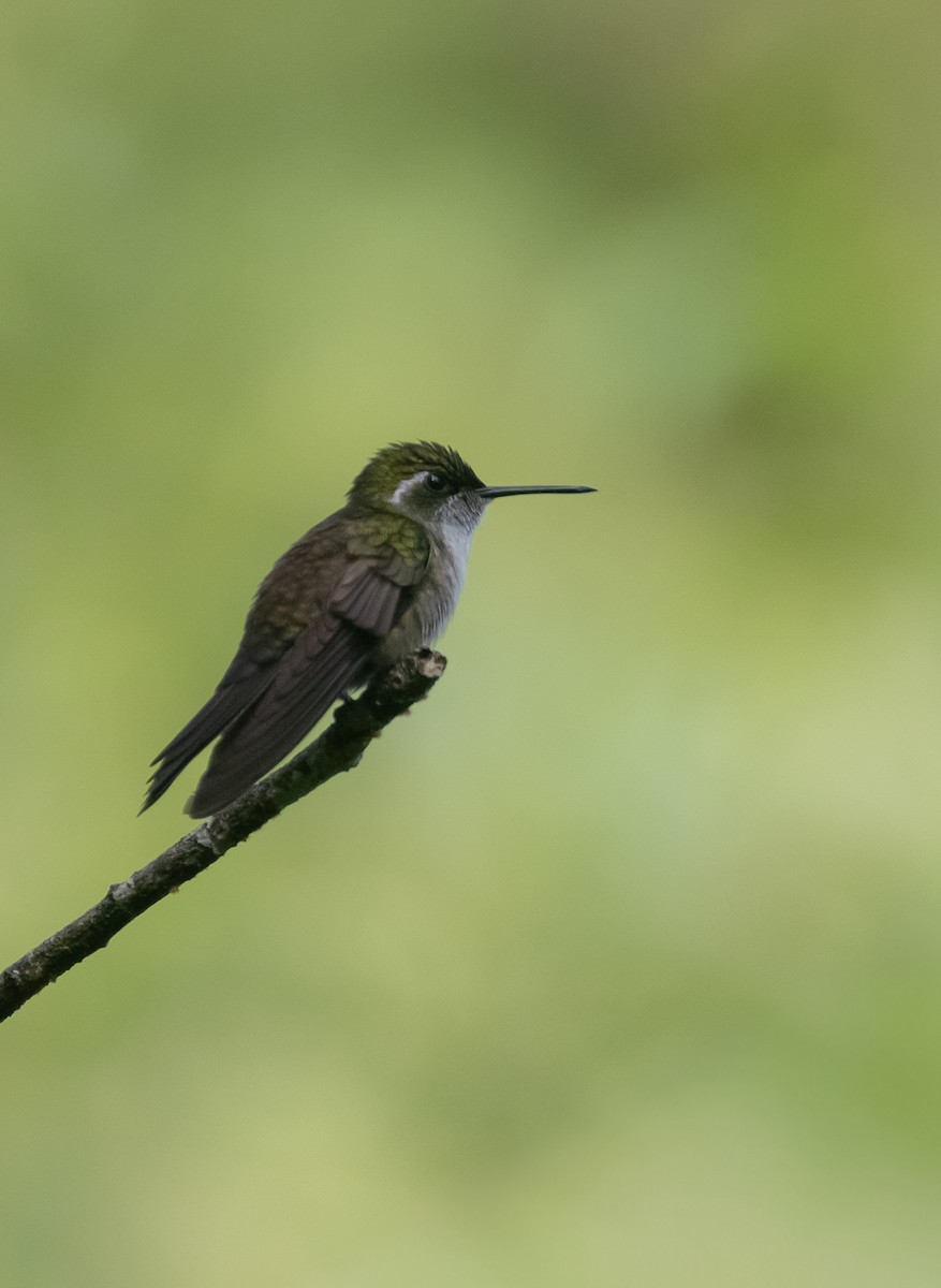 Green-throated Mountain-gem - ML643243589