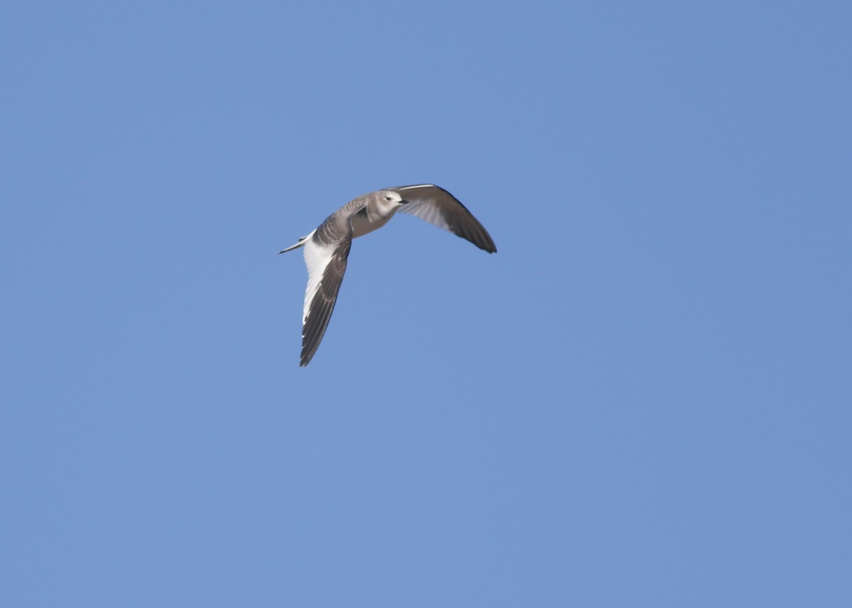 Sabine's Gull - ML643243591