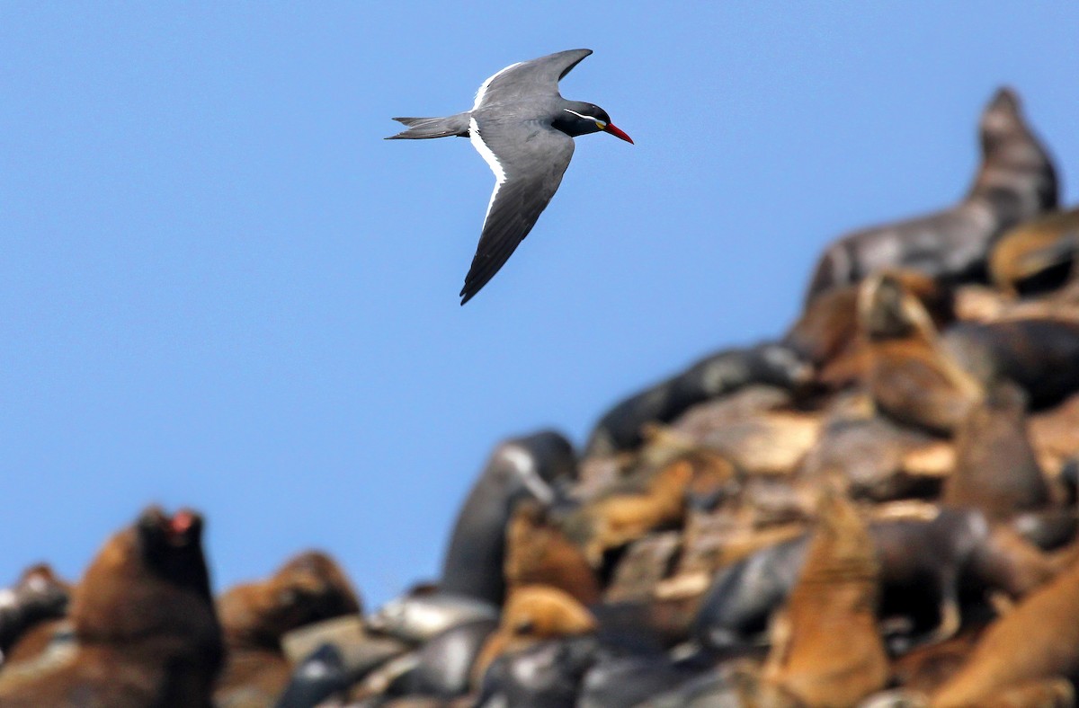 Inca Tern - ML643243592