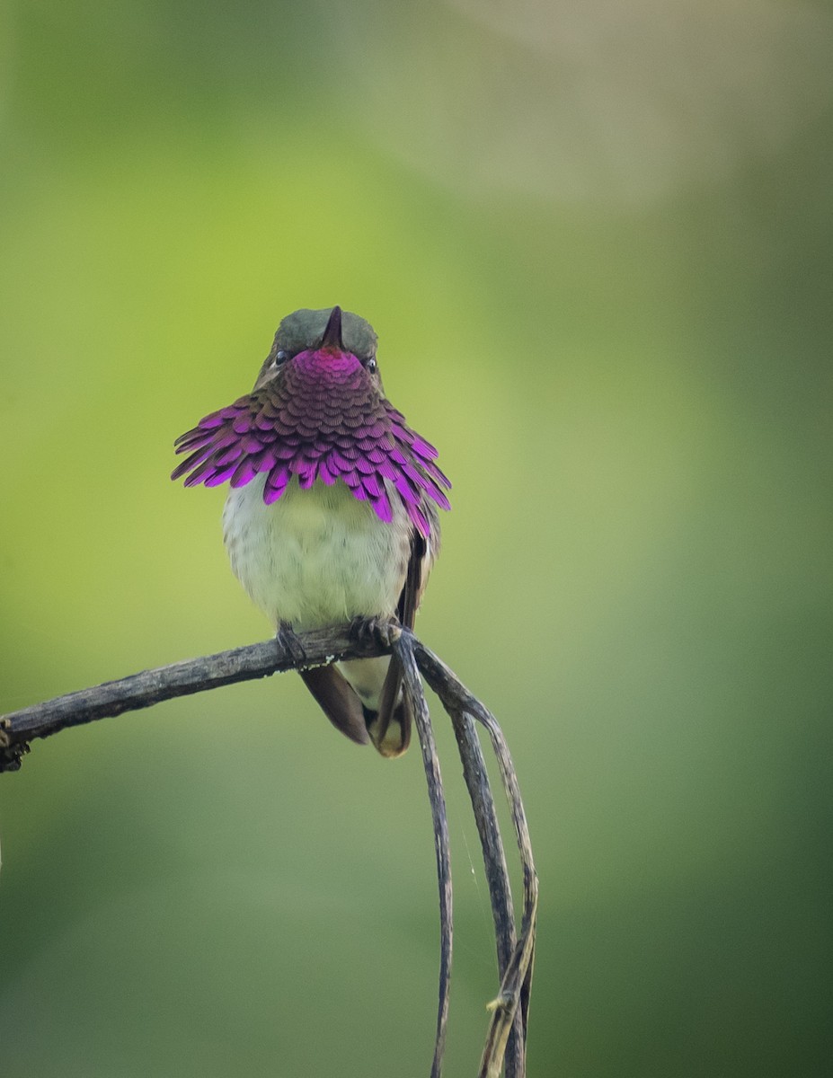 Wine-throated Hummingbird - ML643243596