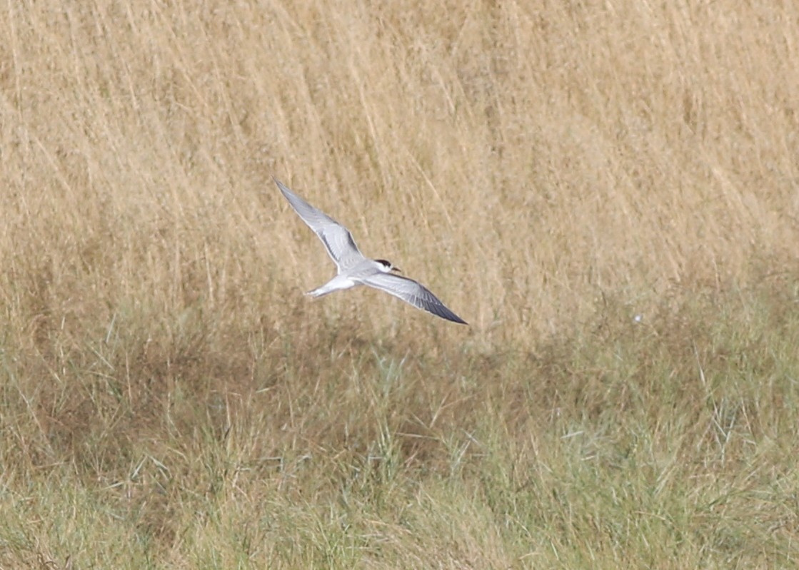 Common Tern - ML643243608