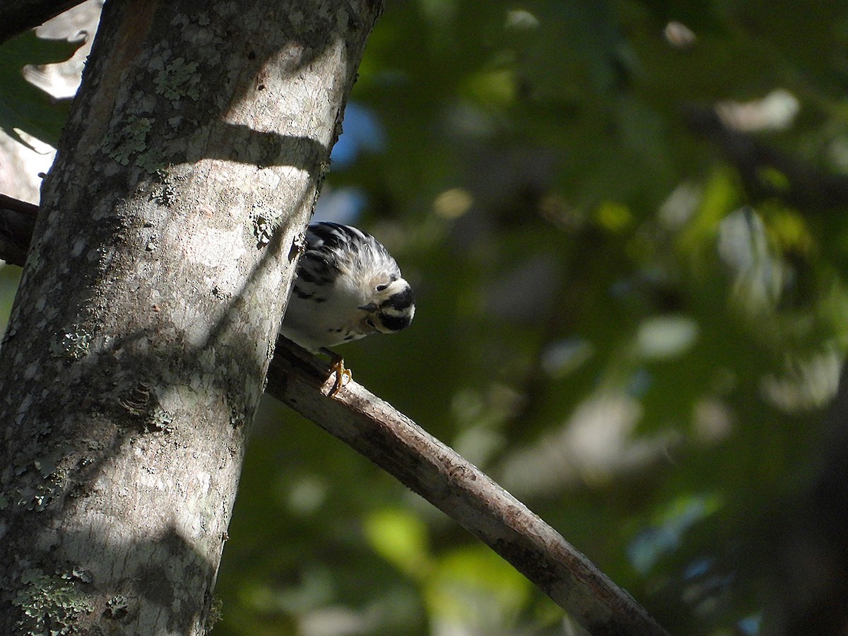 Black-and-white Warbler - ML643243610