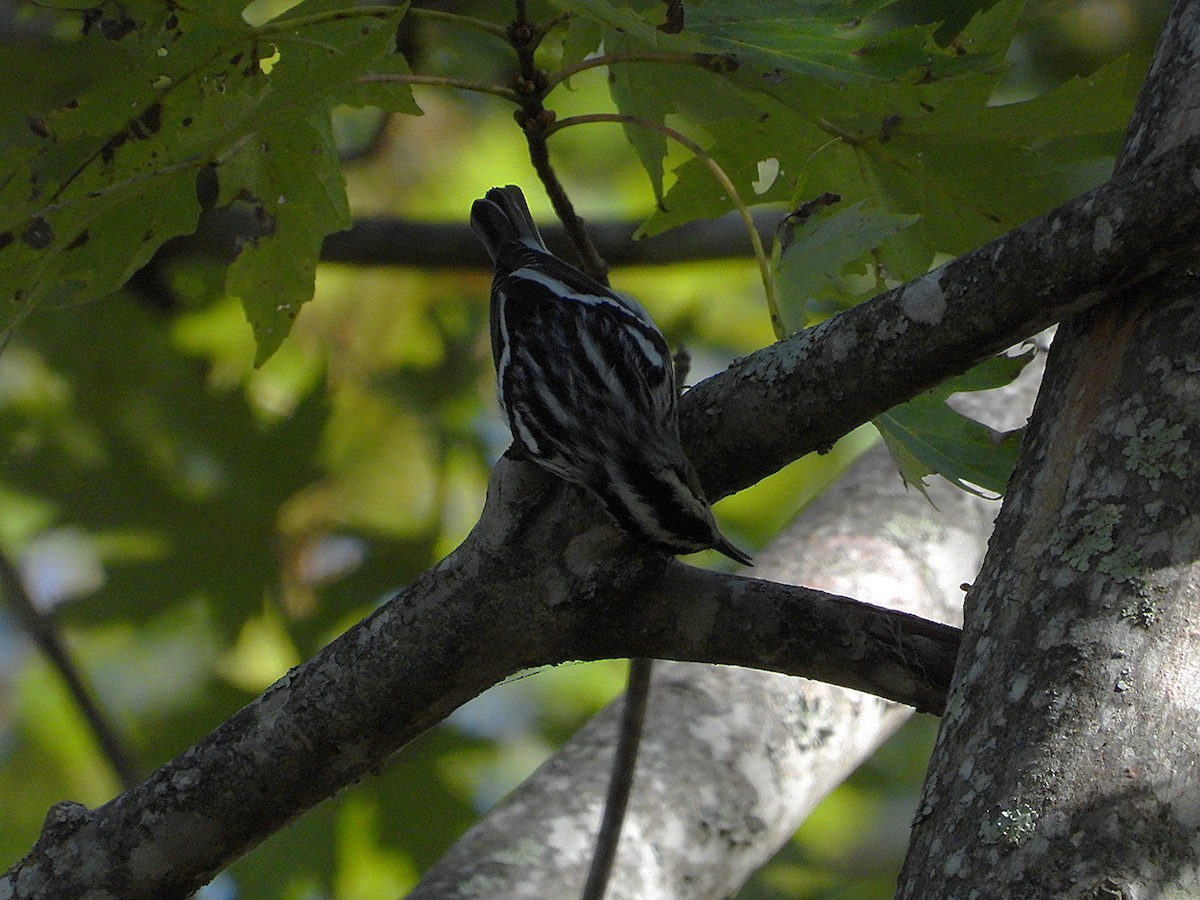 Black-and-white Warbler - ML643243611