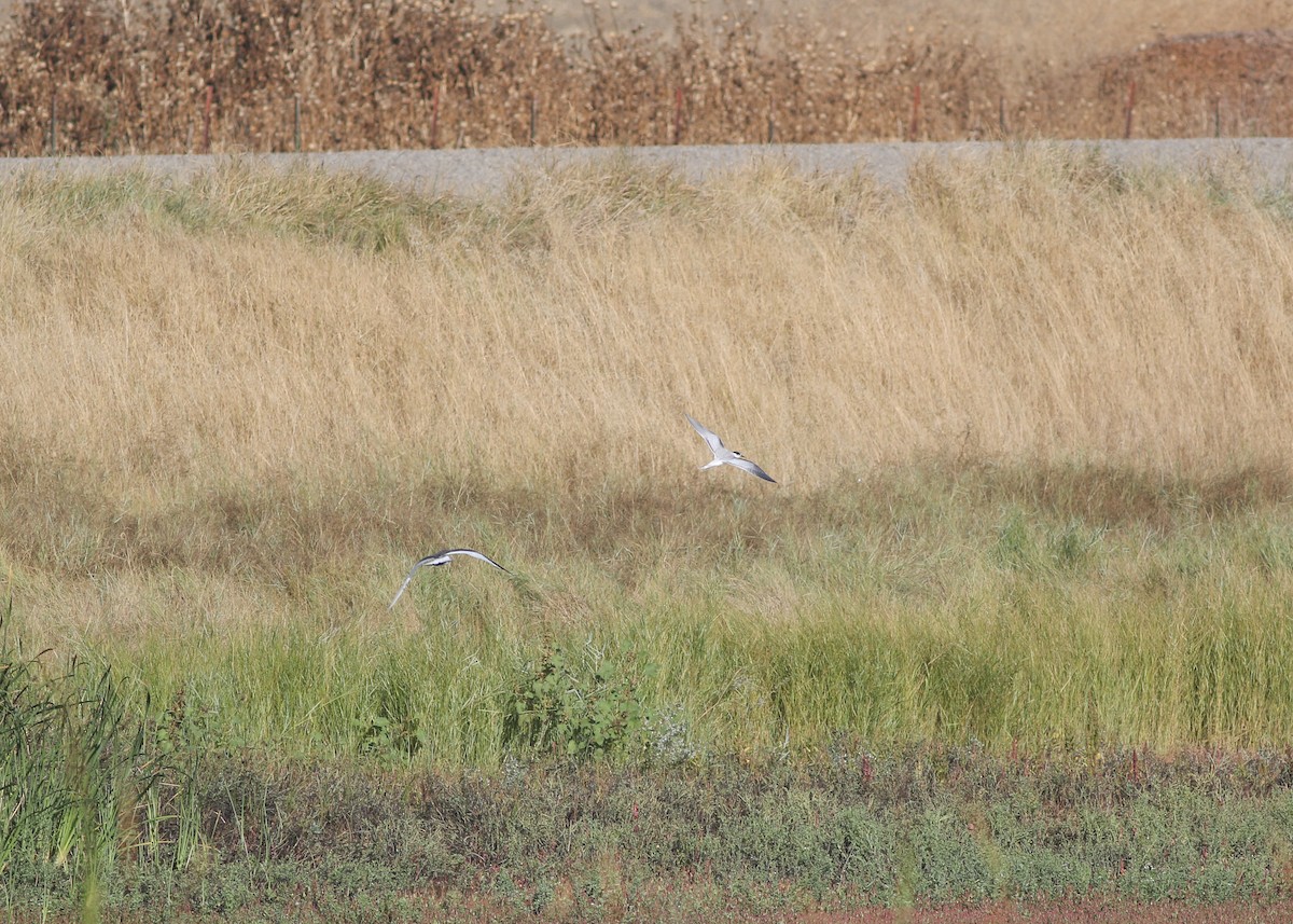 Common Tern - ML643243612
