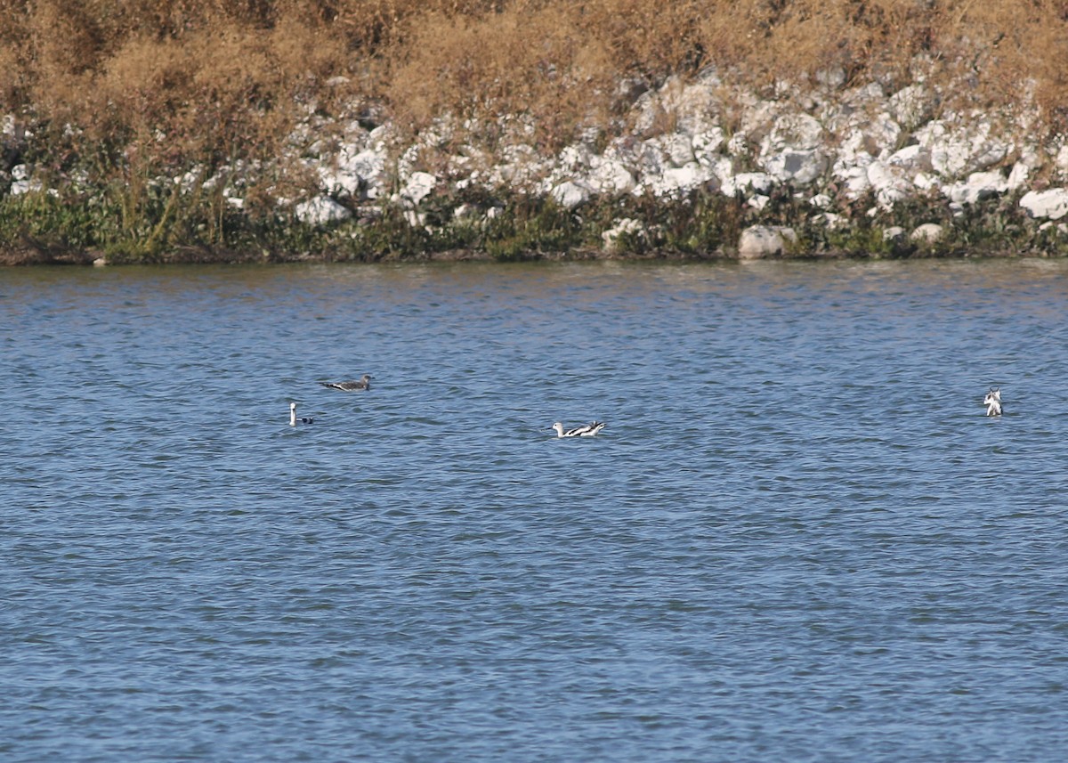 Sabine's Gull - ML643243615