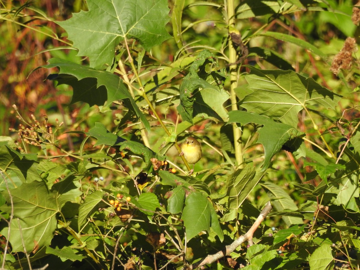 Common Yellowthroat - ML643243626