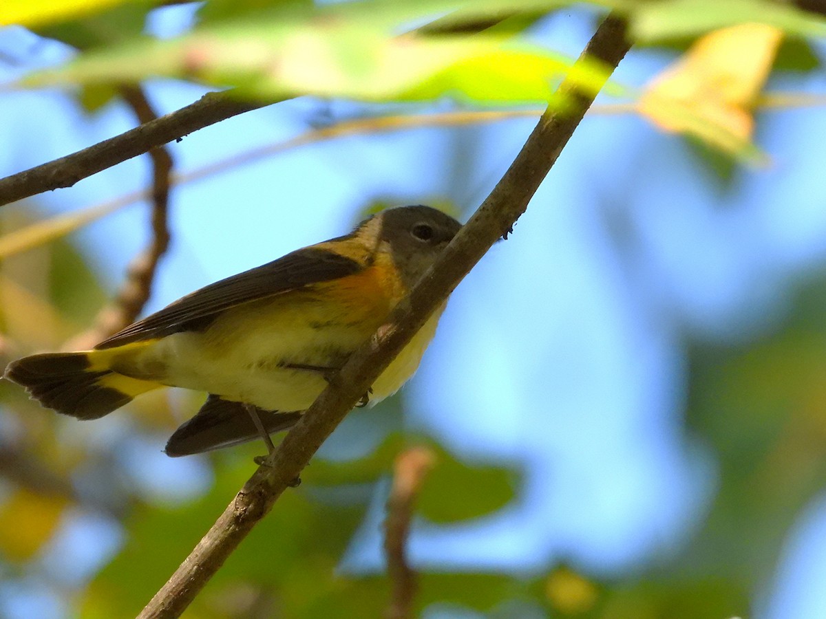 American Redstart - ML643243644