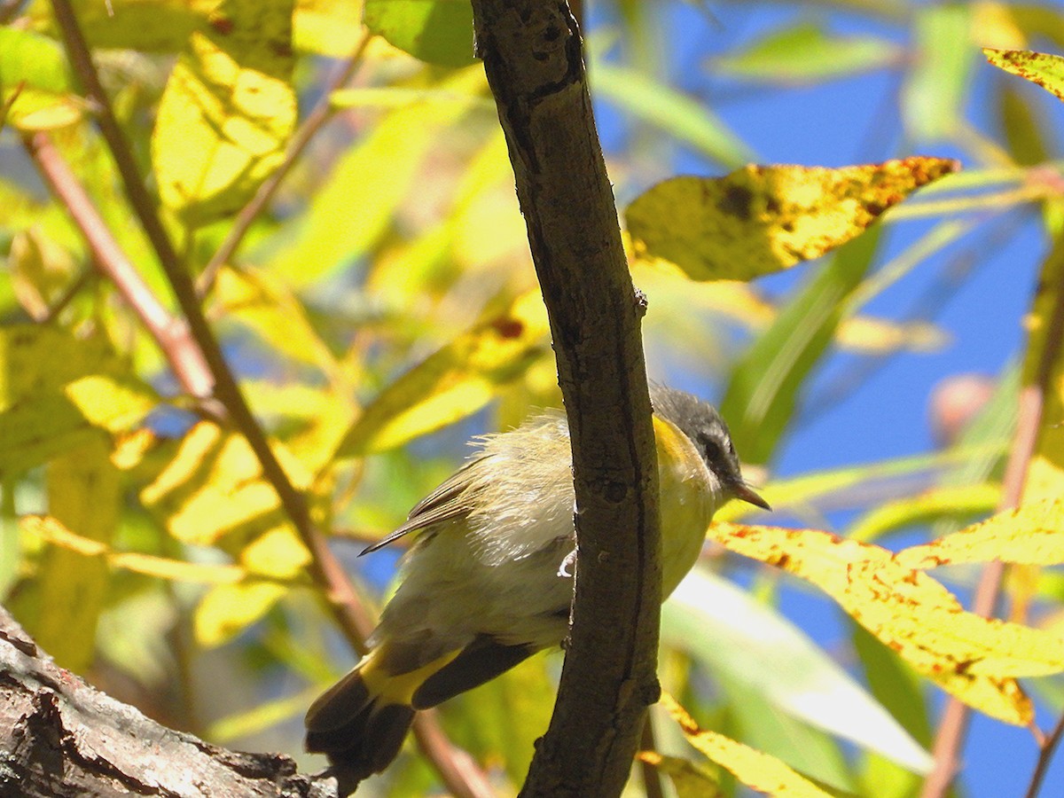 American Redstart - ML643243645