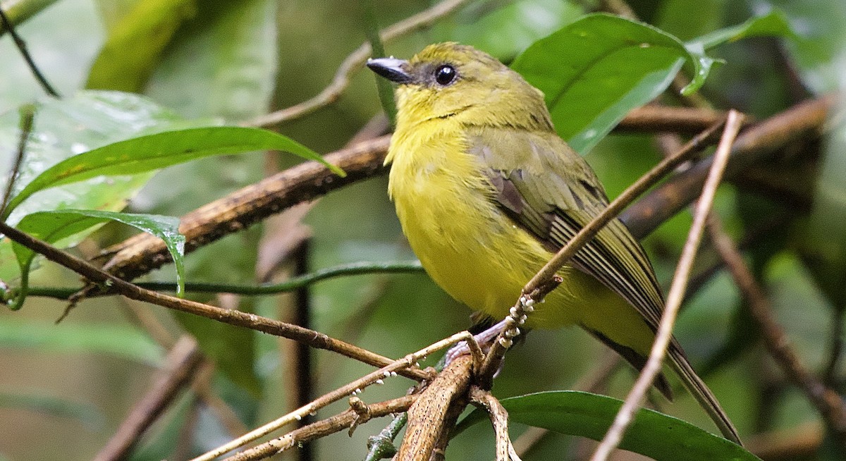 Bornean Whistler - ML643243650