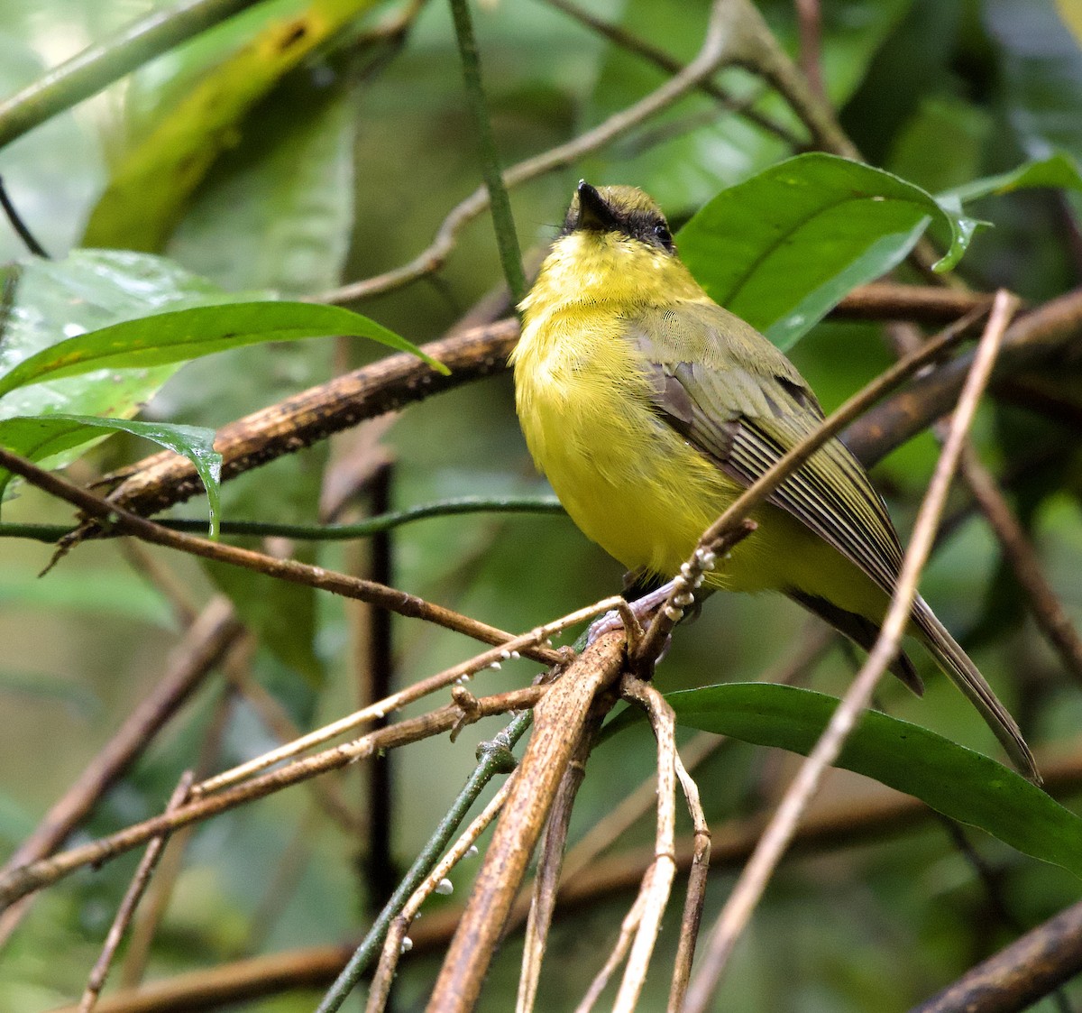 Bornean Whistler - ML643243651