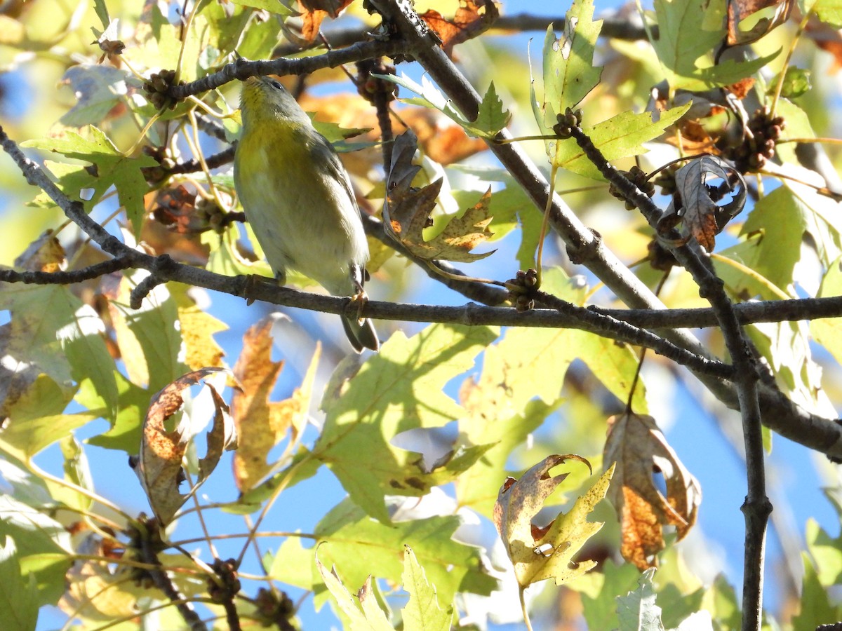 Northern Parula - ML643243661