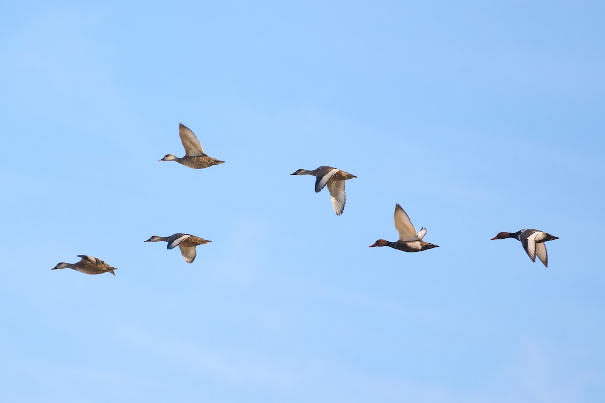 Red-crested Pochard - Luis José Manso Bragado