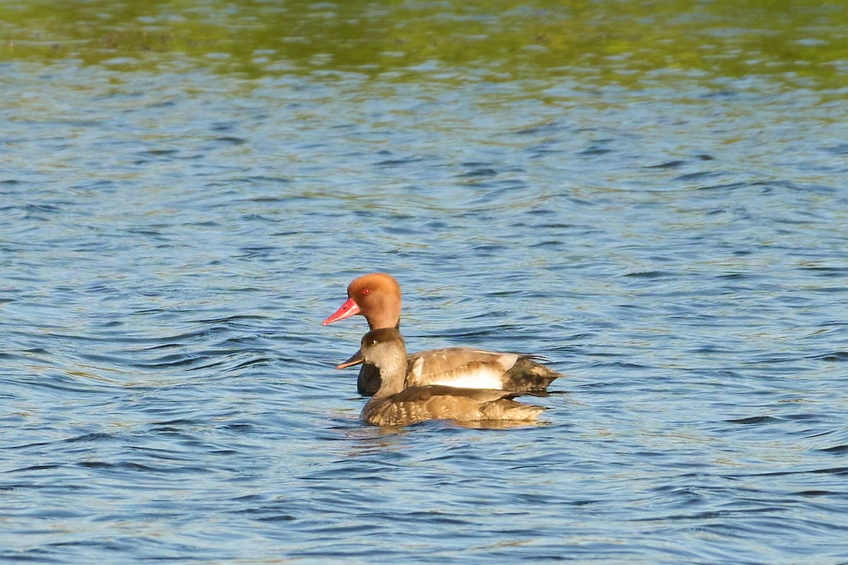 Red-crested Pochard - Luis José Manso Bragado