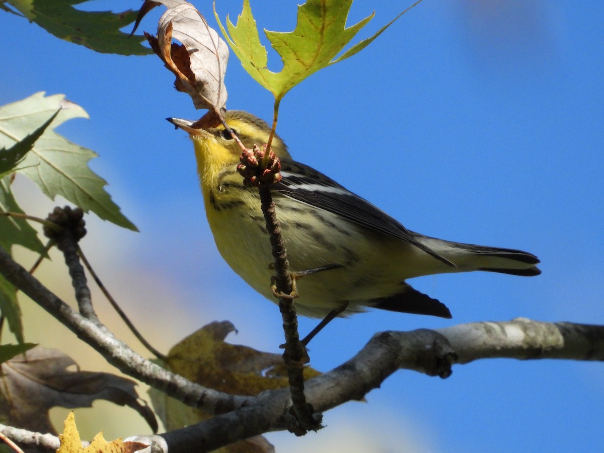 Blackburnian Warbler - ML643243676